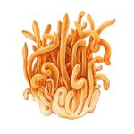 Ekstrakt z Cordyceps