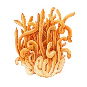 Ekstrakt z Cordyceps