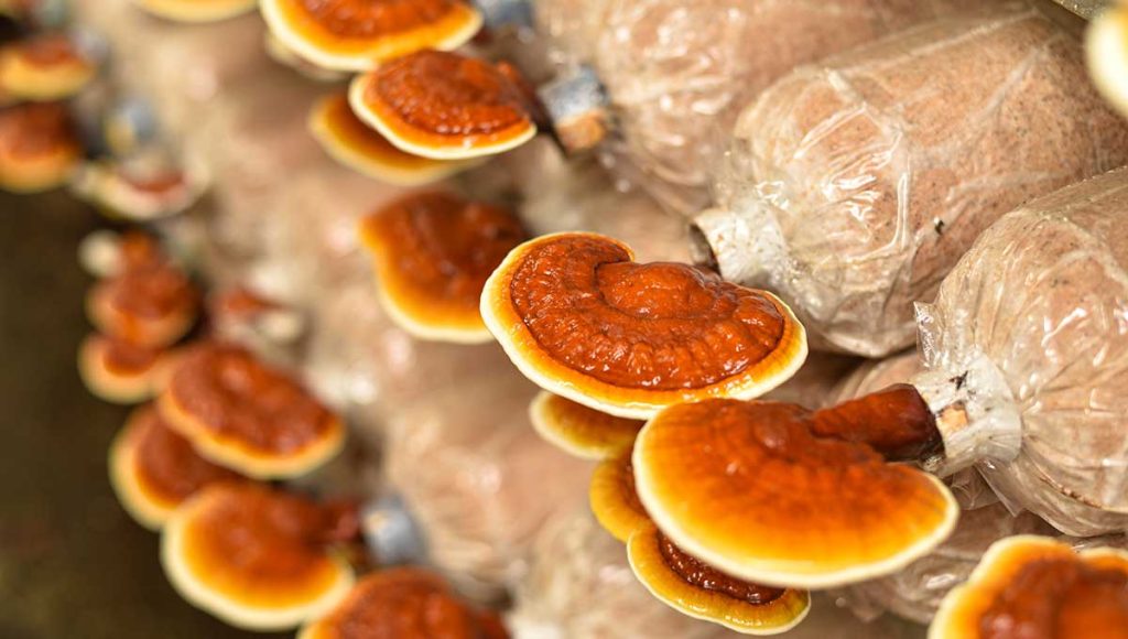 Uprawa grzybów Reishi - hodowla i naturalne metody produkcji suplementów