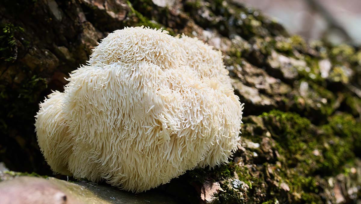 Lion's Mane – adaptogen wspomagający regenerację układu nerwowego