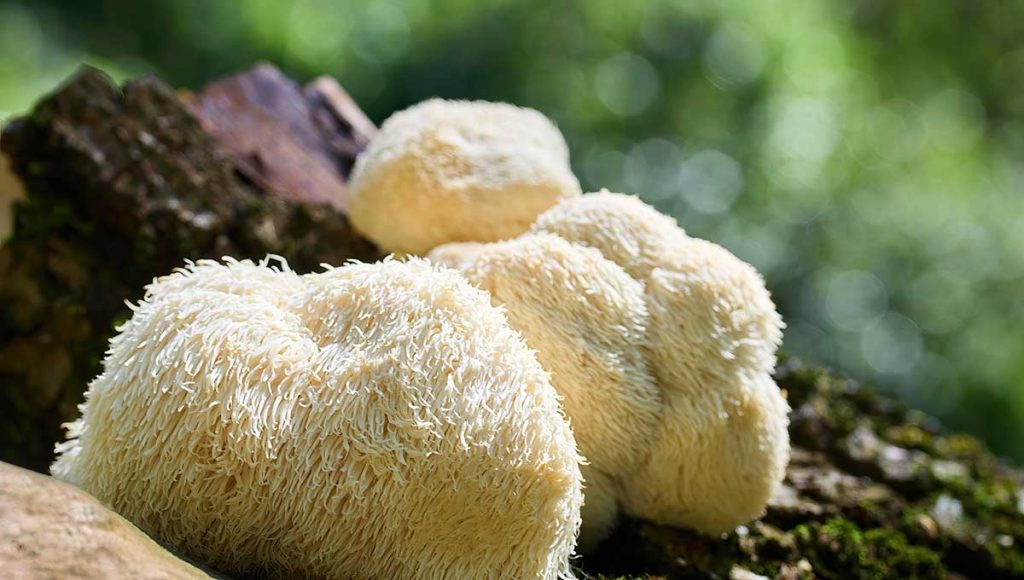 Grzyby Lion's Mane rosnące na pniu drzewa - naturalny wygląd soplówki jeżowatej