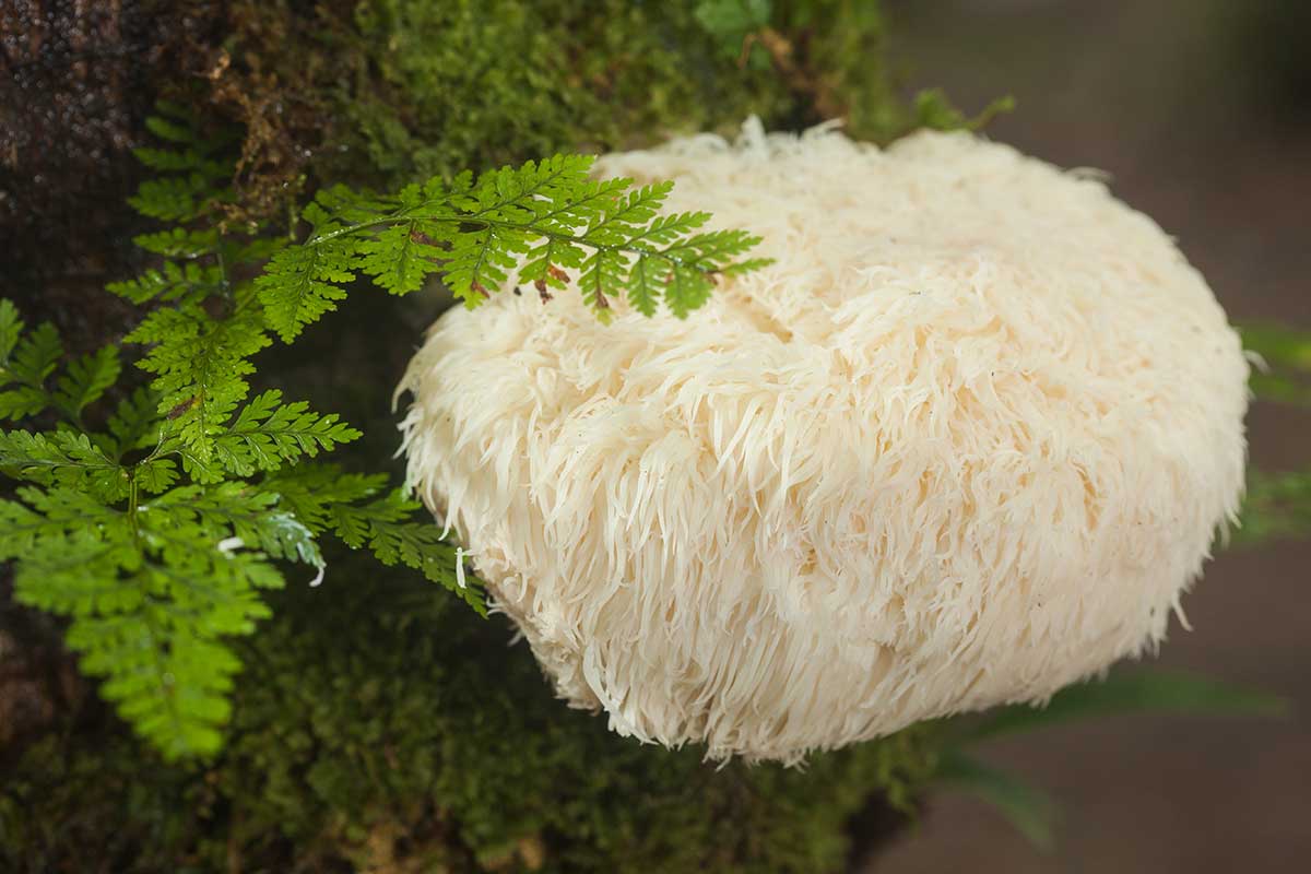 Soplówka Jeżowata (Lion’s Mane) – 14 Pytań i Odpowiedzi