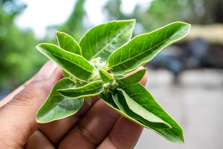 Ashwagandha PureDrops