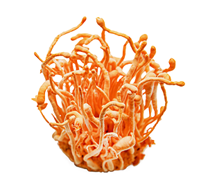 cordyceps