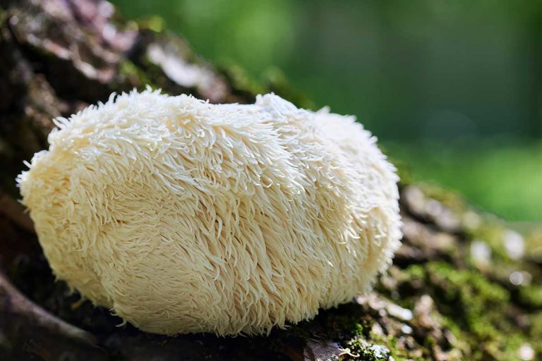 lions mane puredrops