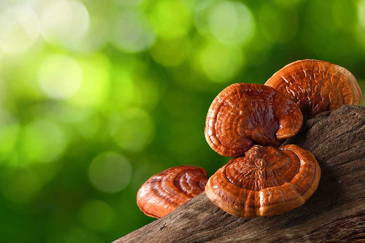 Reishi Puredrops