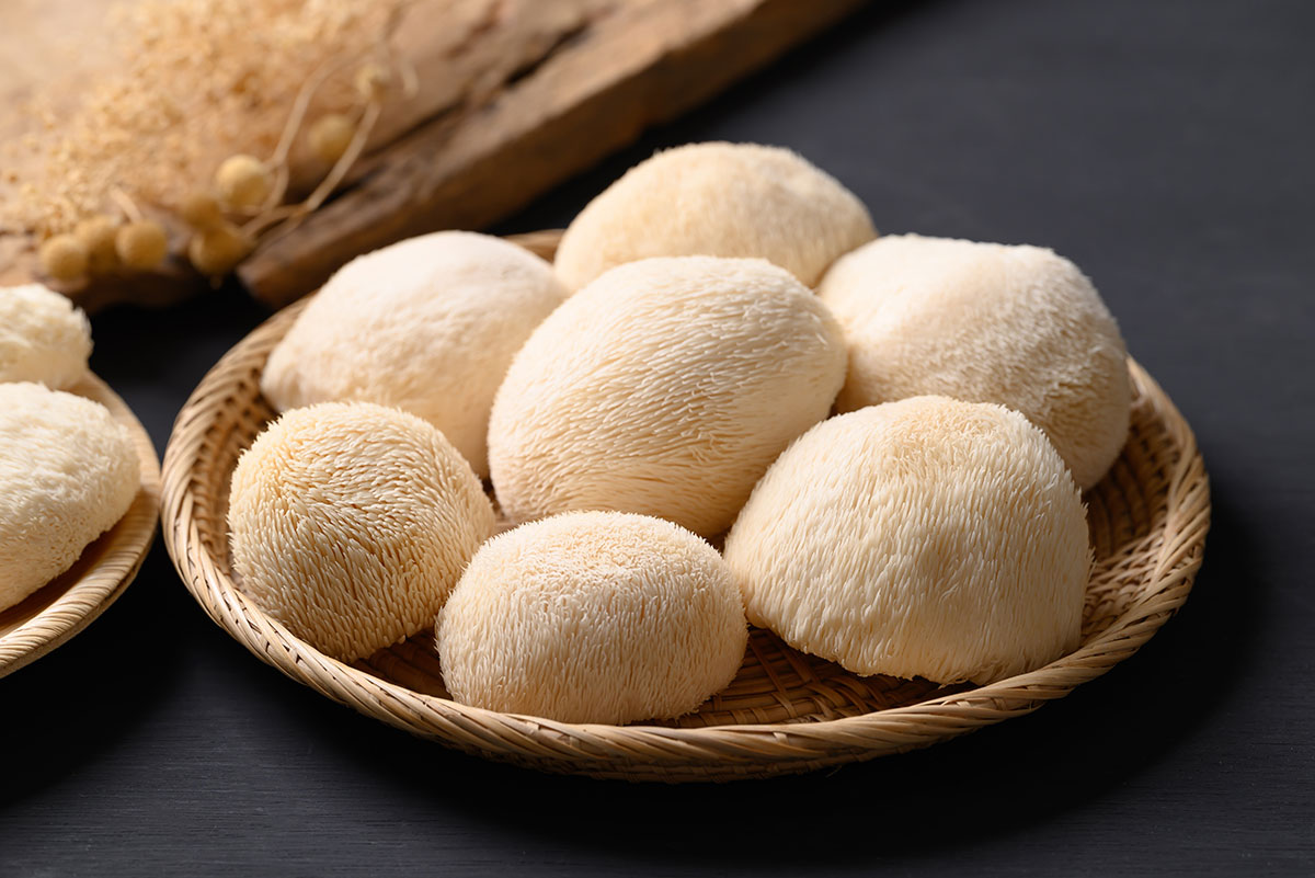 Soplówka jeżowata (Lion's Mane) - kompletny przewodnik po właściwościach leczniczych i zastosowaniu